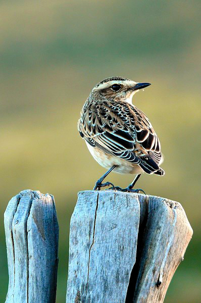 il Lato B delle STAR